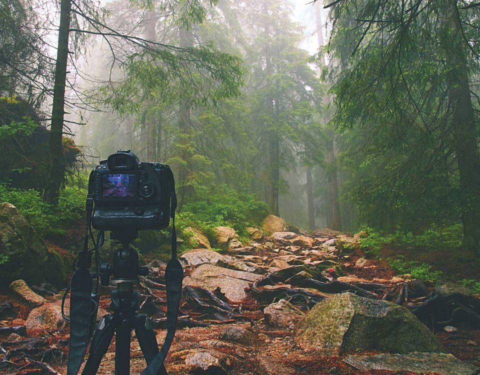 Fotokamera blickt in den Wald